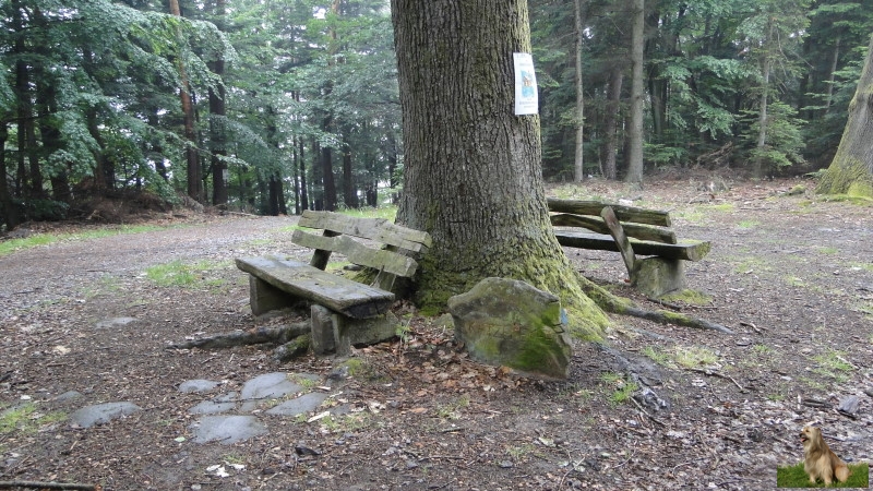 Ritterstein Nr. 206-4 Katzeneiche.JPG - Ritterstein Nr.206 Katzeneiche